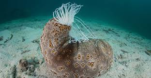 Sea Cucumbers
